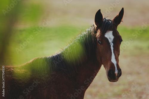 close up head of female horse standing outdoor