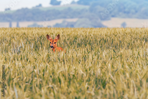 Wild deer in the field © danimages