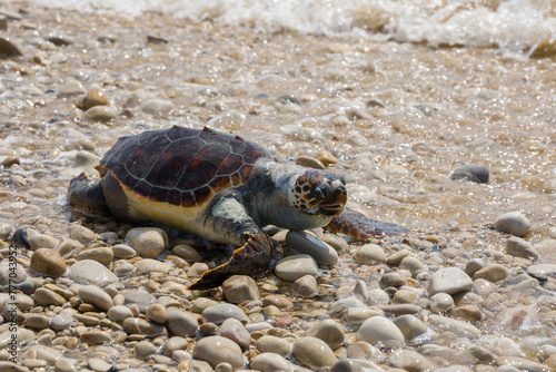 Una tartaruga marina caretta morta sulla spiaggia siciliana di Playa Grande a causa dell'inquinamento, Italia, Sicilia