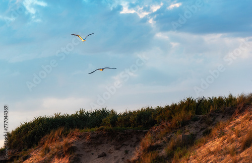 seagull in flight over the dunes