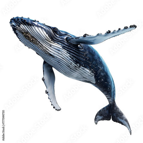 humpback whale in motion isolated white background