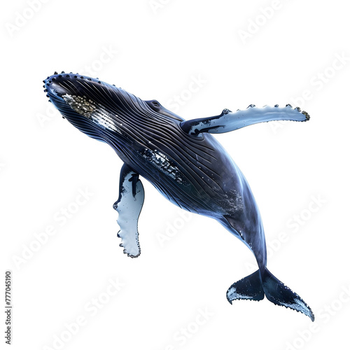 humpback whale in motion isolated transparent background