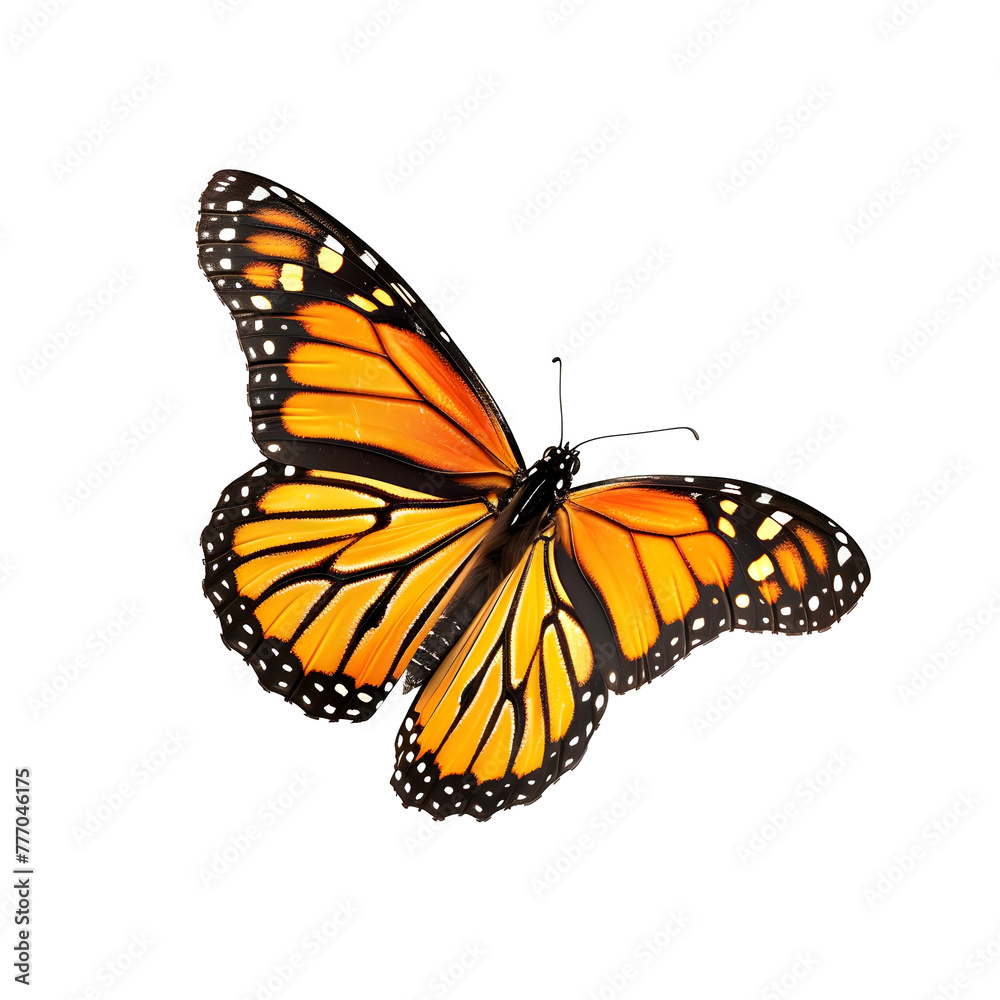monarch butterfly in motion isolated white background monarch butterfly in motion isolated white background