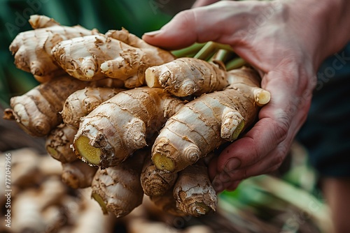Harvesting A Collection of Fresh Ginger Roots Generative AI