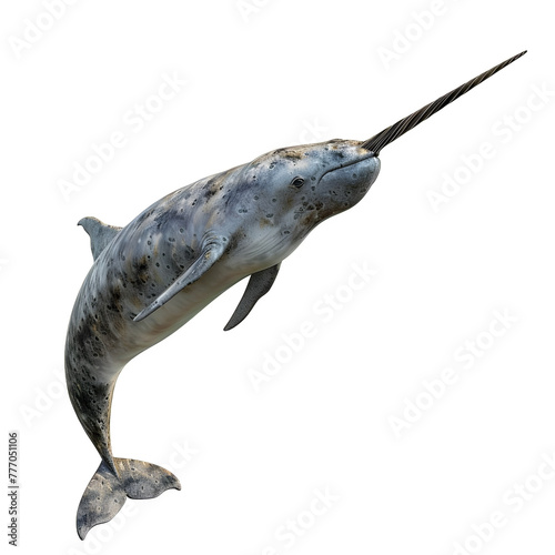 narwhal in motion isolated white background