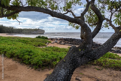 A lone kukui tree stands along Shipwreck beach and the Pacific Ocean in Koloa, Hawaii, on the island of Kauai. photo
