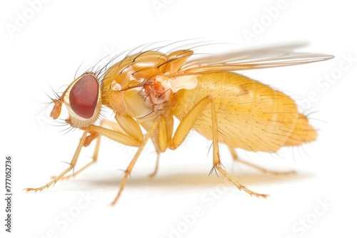 Drosophila Fruit Fly: Macro View of Small Insect Isolated on White Background