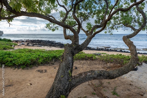 A lone kukui tree stands along Shipwreck beach and the Pacific Ocean in Koloa, Hawaii, on the island of Kauai.
