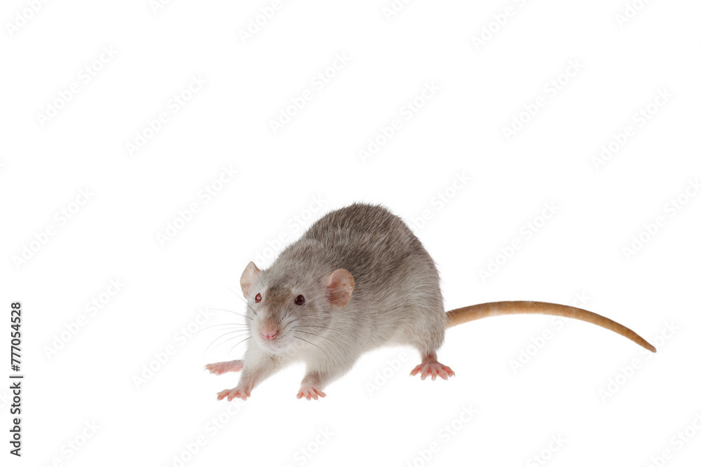 Gray rat isolated on a white background. Mouse for cutting and copying. Photo of a rodent for the inscription and title Gray rat isolated on a white background. Mouse for cutting and copying. Photo of a rodent for the inscription and title