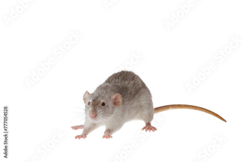 Gray rat isolated on a white background. Mouse for cutting and copying. Photo of a rodent for the inscription and title