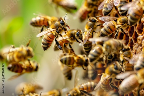 Honeybees Active on a Busy Beehive. 