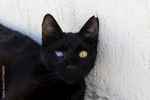 Black Cat with Heterochromia Or a sick, damaged eye/