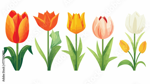 Beautiful bouquets of tulip flowers isolated on white