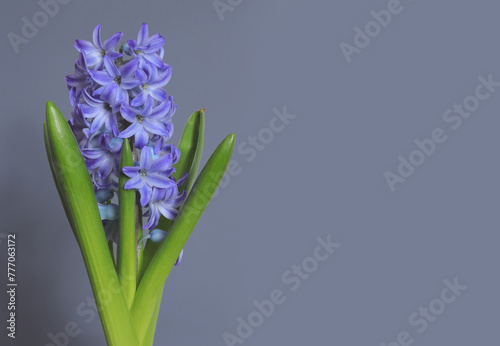 Spring blue hyacinth flower isolated on gray background with shadow and copy space