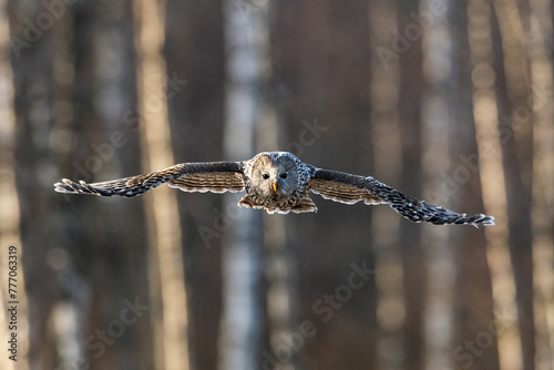 Ural owl in flight at sunset with forest background