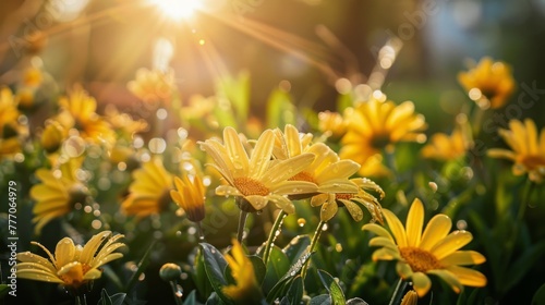 Bright yellow daisies with water drops  ideal for spring and nature themes.