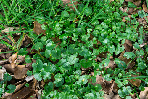 Scharbockskraut im Laubwald