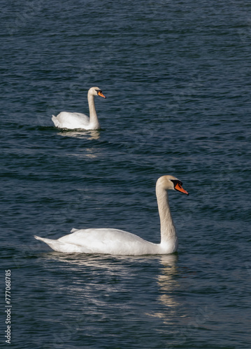 The mute swan  Cygnus olor   birds swim near the Black Sea coast