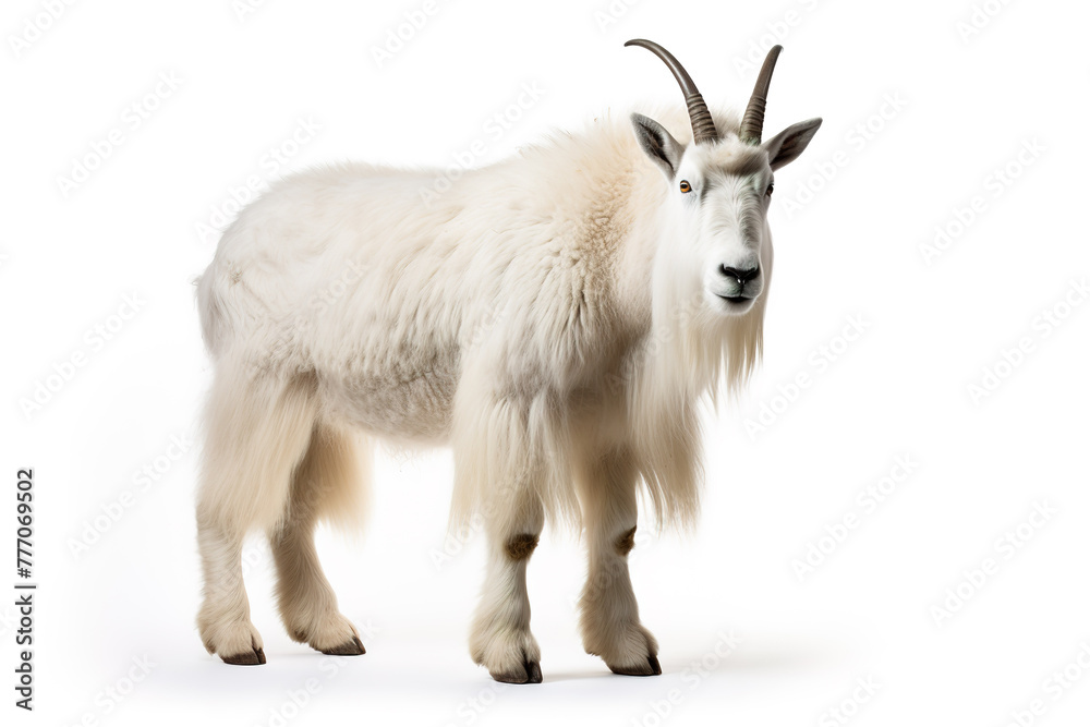 Image of a mountain goat isolated on white background. Mammals. Wildlife Animals. Generative AI. Image of a mountain goat isolated on white background. Mammals. Wildlife Animals. Generative AI.