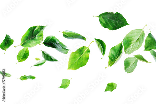 Green leaves flying and falling isolated on background, tropical leaf for border element, fresh natural foliage, organic herbal in form of wave and swirl.
