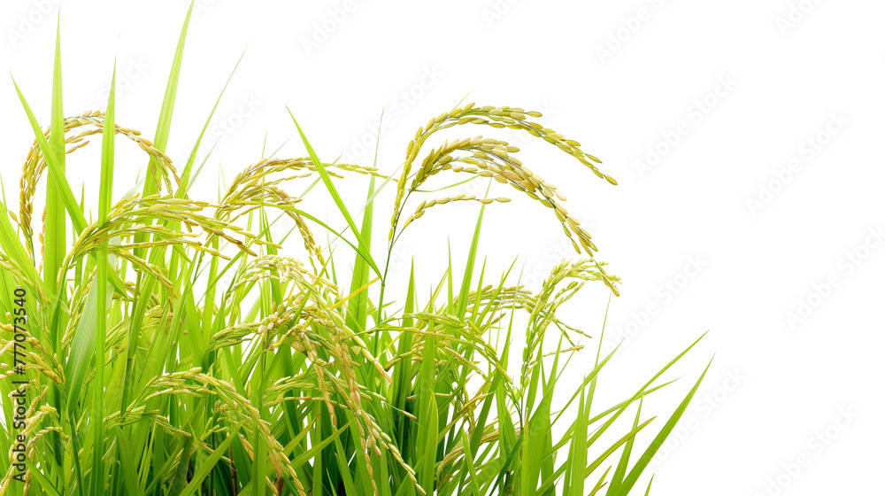 Fototapeta premium Rice plant isolated on white background