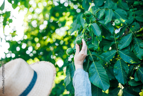 Woman farmer picking unripe green walnut from nut tree. Harvesting healthy food ingredients for making homemade nut liqueur © encierro