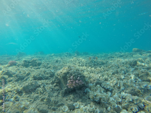 under the surface of marine habitat, se a ocean, vast of water