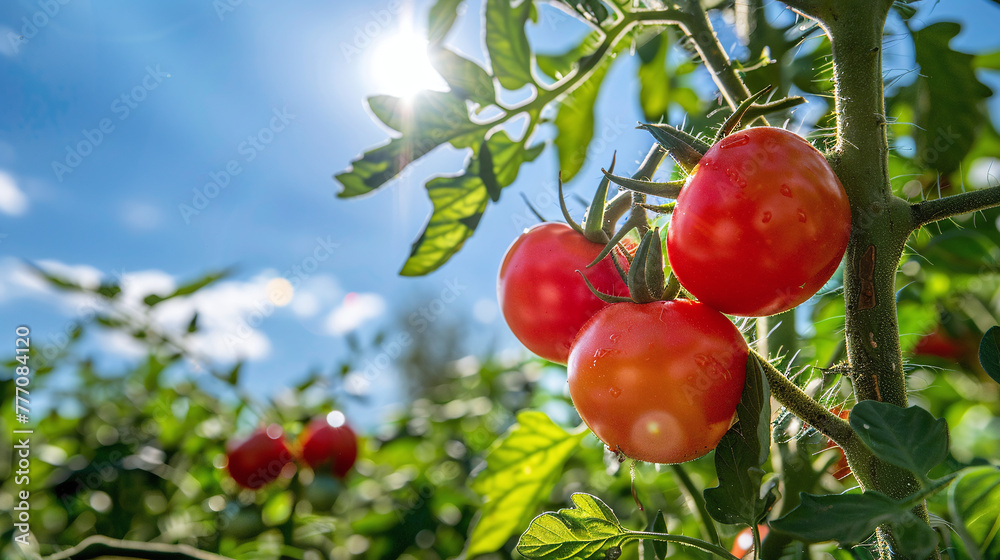 Ripe tomatoes growing in a garden bed against a blue sky
