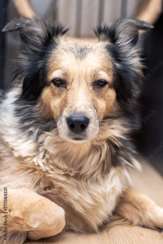 Gray shaggy dog at home, closeup portrait Gray shaggy dog at home, closeup portrait