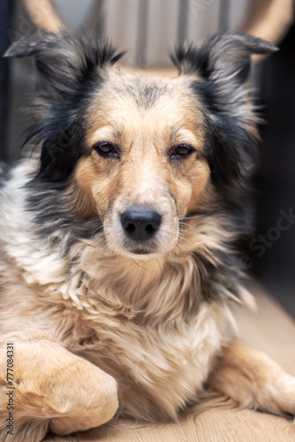 Gray shaggy dog at home, closeup portrait