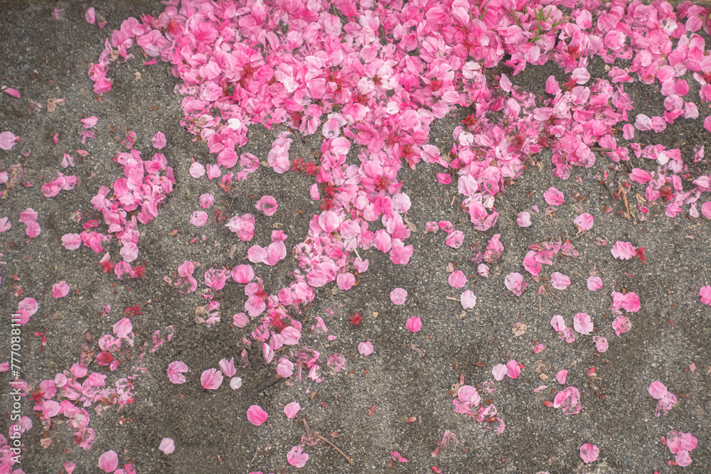 Obraz premium 花びら