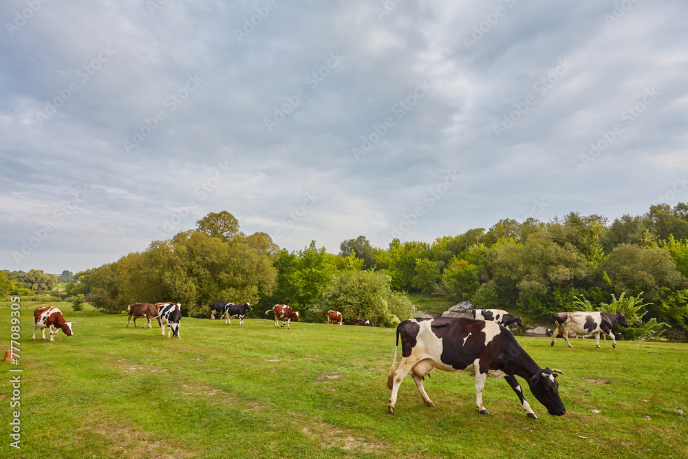 A picturesque scene of spotted cows grazing on a verdant meadow. The calm and serene environment evokes a sense of tranquility and peacefulness, making it a perfect spot for relaxation and meditation. A picturesque scene of spotted cows grazing on a verdant meadow. The calm and serene environment evokes a sense of tranquility and peacefulness, making it a perfect spot for relaxation and meditation.