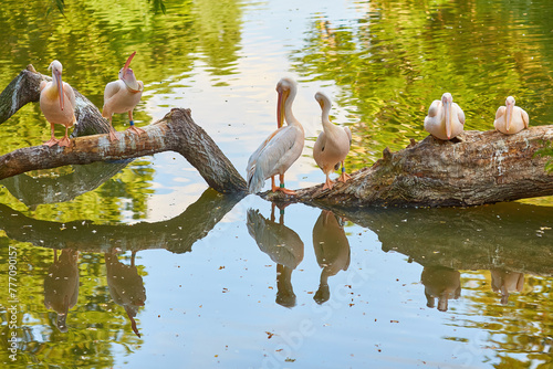 Four elegant pink pelicans perched on a tree branch over tranquil waters.