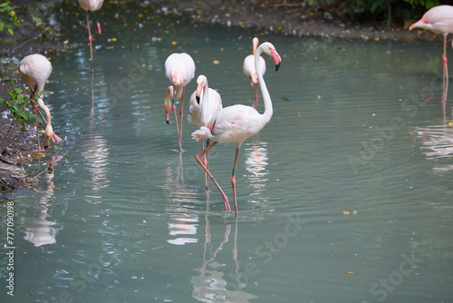 A Flock of Greater Flamingoes wallowing in a pool of water photo