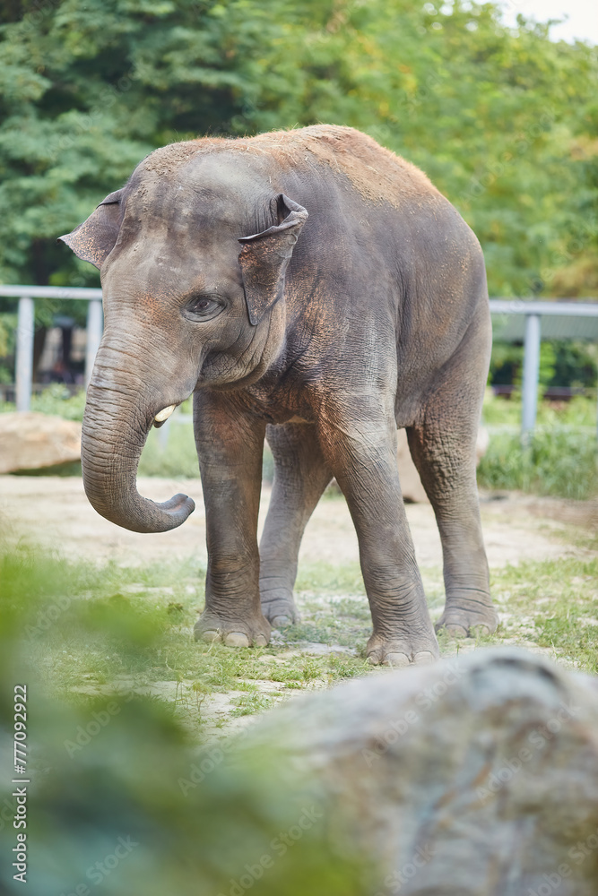 Fototapeta premium Elephant in the zoo