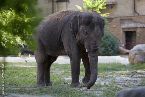 Elephant in the zoo