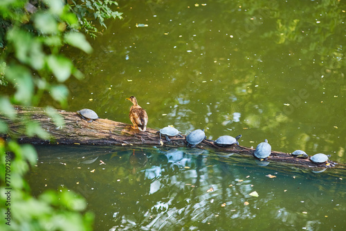 A group of small turtles and a duck sitting on a branch in a row