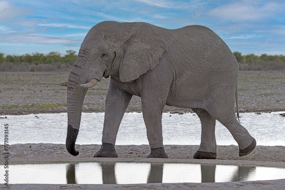 Fototapeta premium Picture of an drinking elephant at a waterhole in Etosha National Park in Namibia during the day