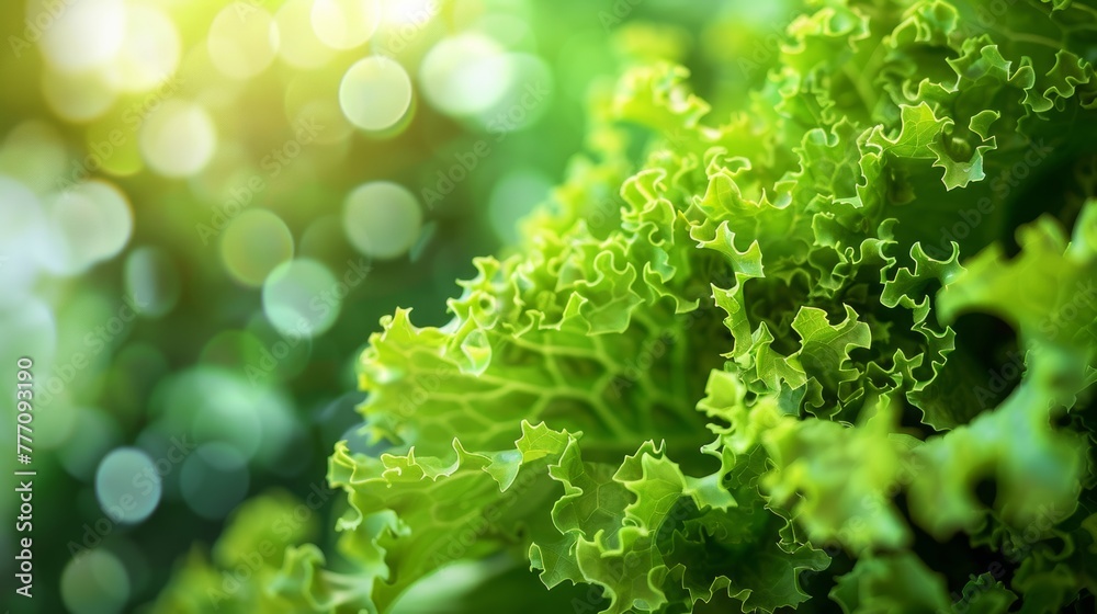 Vivid green lettuce thriving in a greenhouse environment, lush and flourishing abundantly Vivid green lettuce thriving in a greenhouse environment, lush and flourishing abundantly