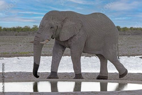 Picture of an drinking elephant at a waterhole in Etosha National Park in Namibia during the day