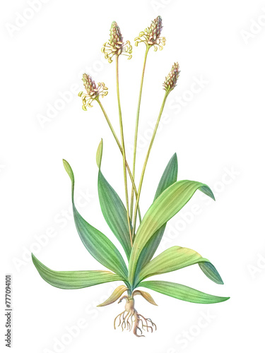 English plantain hand-drawn botanical pencil illustration isolated on white with clipping path photo