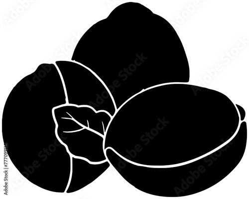 walnut illustration hazelnut silhouette pecan logo nut icon healthy outline cashew food seed leaf almond branch snack tree leaves shape plant pistachio diet for vector graphic background