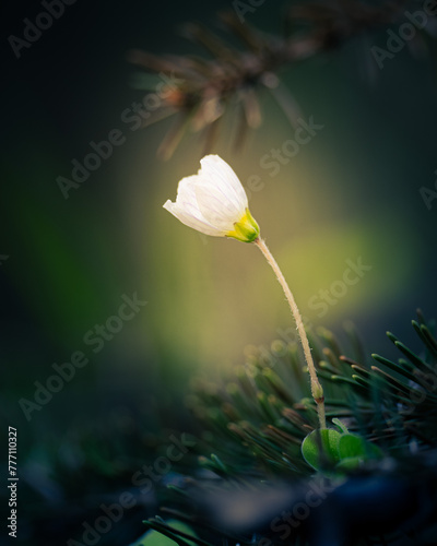 A single flower in the woods