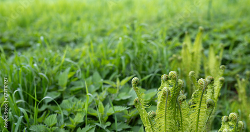 Green nature background with young fern and blurry grass and nettle 