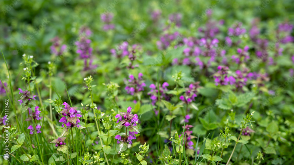 Background with purple nettle on the ground and little white flowers- nature concept Background with purple nettle on the ground and little white flowers- nature concept