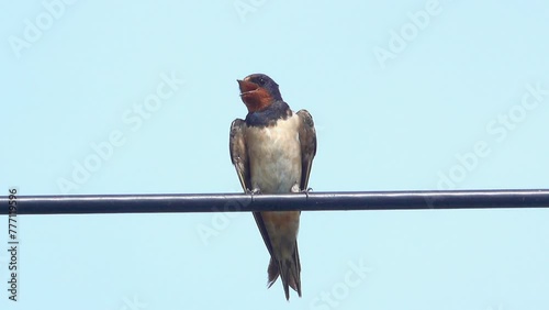 Swallow bird standing on a power line photo
