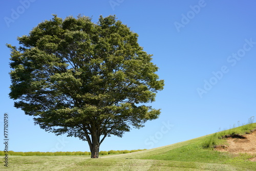 日本の千葉県にある公園　夏の木、草、青空
