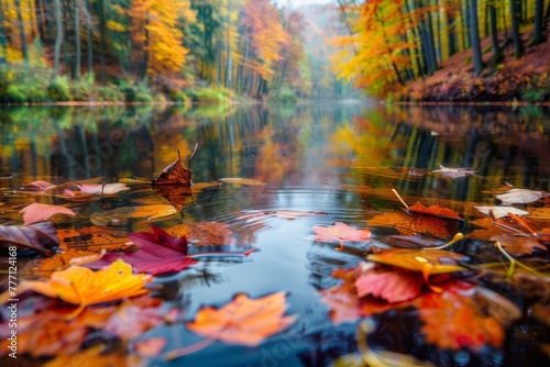 A tranquil river meanders through the autumn forest. With fallen leaves floating gently on the surface of the water.