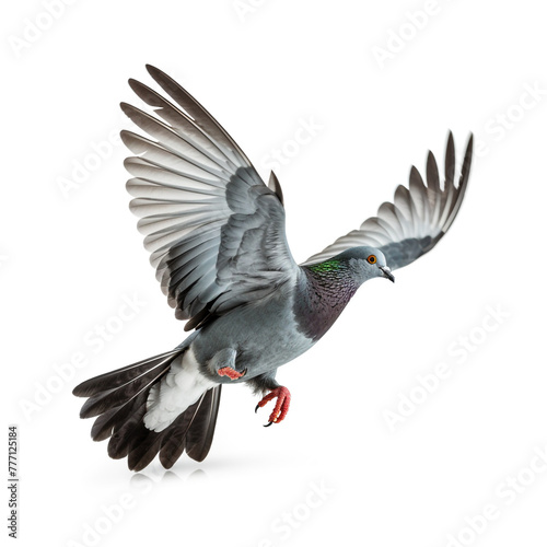 Grey pigeon on flight isolated on white background сreated with Generative Ai © Andrii Yablonskyi