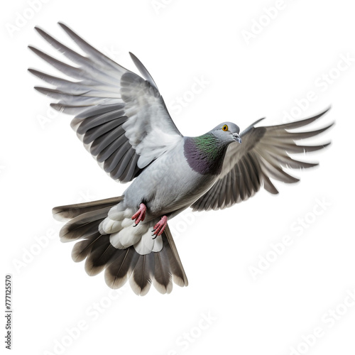 Grey pigeon on flight isolated on white background сreated with Generative Ai © Andrii Yablonskyi
